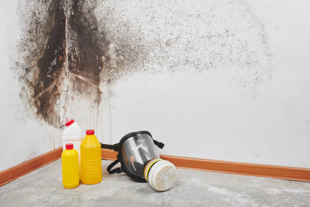 Best Commercial Mold Removal  in El Dorado, KS