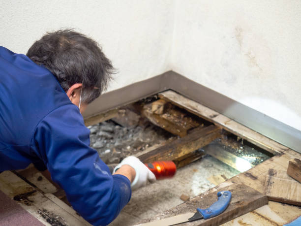 Best Toxic Mold Removal  in El Dorado, KS