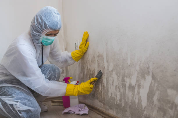 Best Mold Remediation Services  in El Dorado, KS