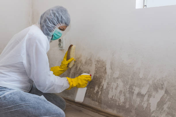 Best Mold Cleaning Services  in El Dorado, KS