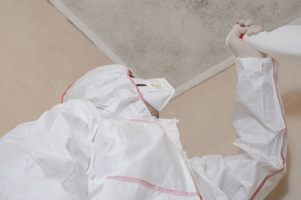 Best Home Mold Removal  in El Dorado, KS