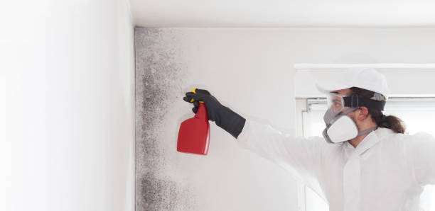 Best Black Mold Removal  in El Dorado, KS