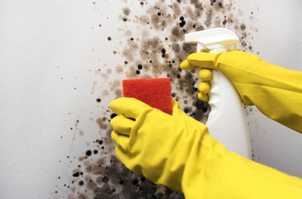 Best Fast Mold Removal  in El Dorado, KS