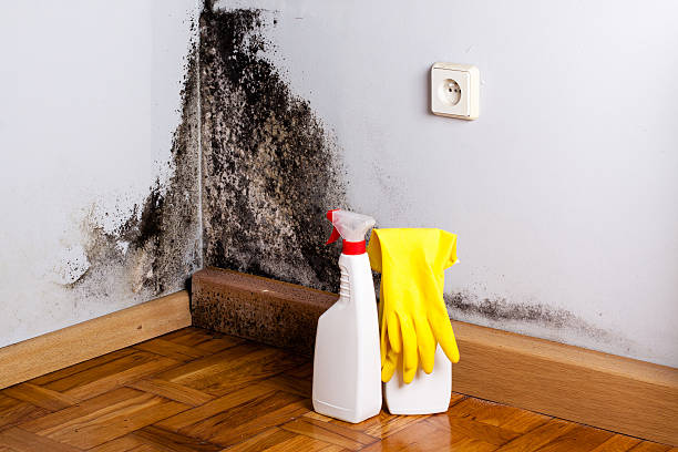 Best Office Mold Removal Services  in El Dorado, KS